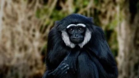 1992 is the year of which animal and what does it mean?