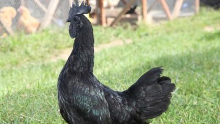 1993: any de quin animal i què significa?