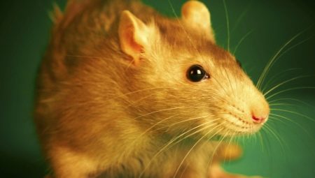 1996 - the year of which animal and what are its features?