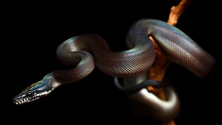 2001 is the year of which animal and what does it mean?