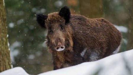 2007 is the year of which animal and what is characteristic of it?