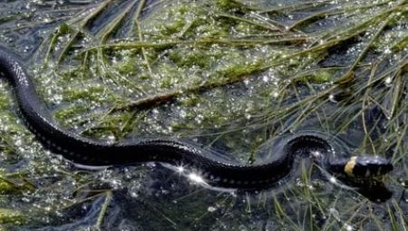 2013 is the year of which animal and what does it mean?