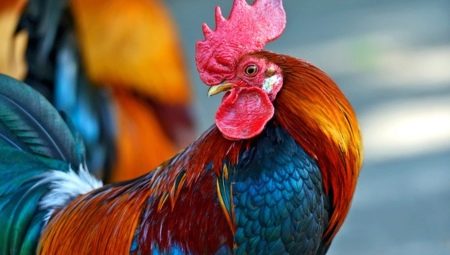 2017 is the year of which animal and what is characteristic of it?