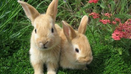 2023 - the year of which animal and what is characteristic of it?