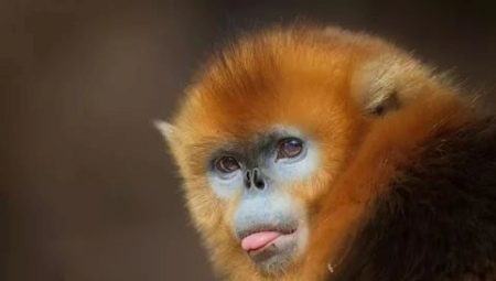 2028 - the year of which animal and what are its features?