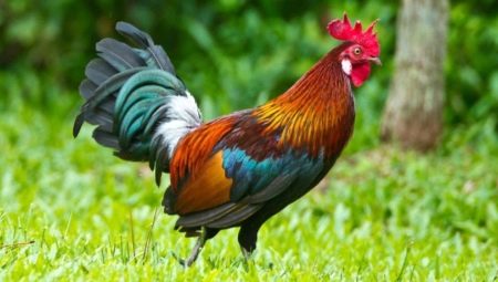 2029 - what year of the animal and what does it mean?