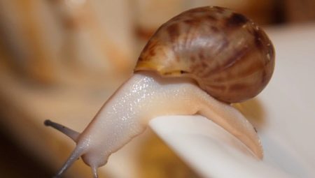 Achatina fulica albino: hvordan ser snegle ud, og hvordan indeholder de dem?