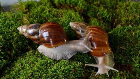 Achatina fulica: description of snails, maintenance and care