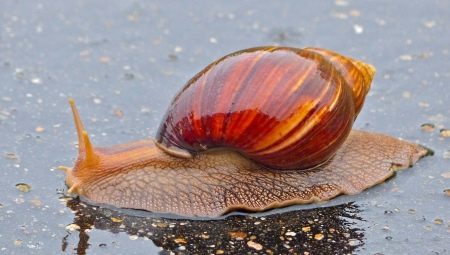 Achatina Immaculate: Unterarten und Merkmale des Inhalts