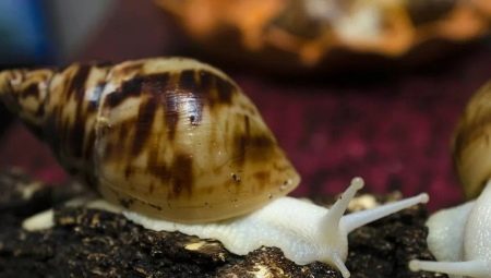 Achatina albino reticulate: penyelenggaraan dan penjagaan siput di rumah
