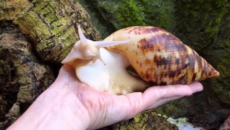 Achatina reticulate: types and cultivation