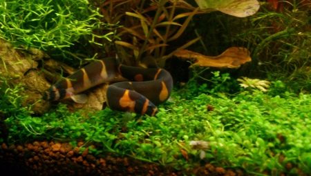 Acantophthalmus: maintenance and care, compatibility and types