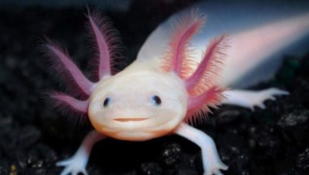 Axolotl: who is it, types, sizes and contents