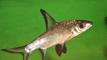 Shark bala (pilota): característiques, contingut i compatibilitat