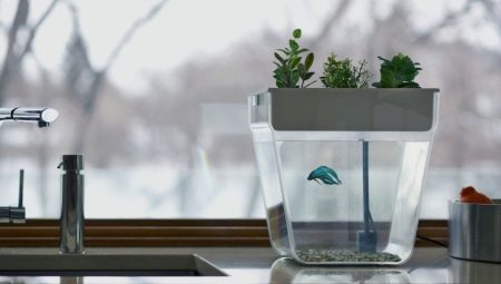 Aqua farm: what is it and what is it for?