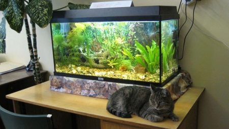 Aquarium 60 liters: size, design and selection of fish