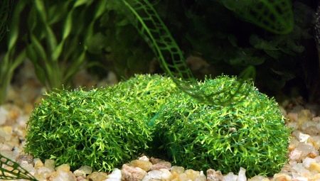 Aquarium riccia: varietats i recomanacions de contingut