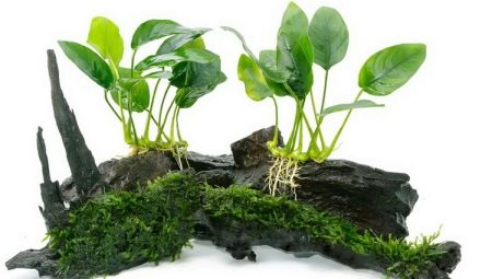 Anubias aquarium plant: species, content and breeding