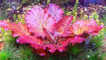 Nymphaea aquarium plant: species, planting and care