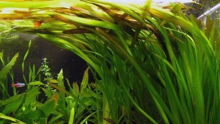 Planta d’aquari Wallysneria: plantació, cura i manteniment