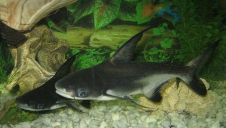 Aquarium sharks: features, species and rearing