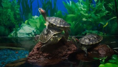 Aquarium turtles: varieties, care and breeding