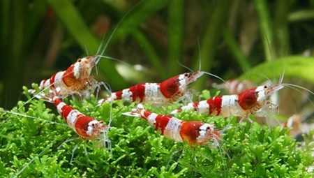 Aquarium shrimp: varieties, selection, care, breeding