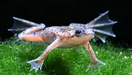Aquarium frogs: description and types, maintenance and care