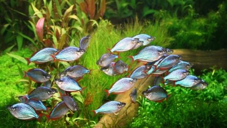 Aquarium fish for beginners: which ones to choose and how to contain?