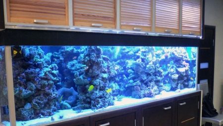 Aquariums of 1000 and more liters: features and choice of fish