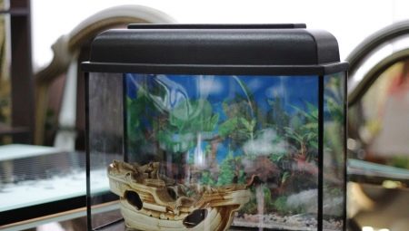 Akwaria 10 l: odmiany, wybór, wyposażenie i konserwacja