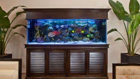 Aquariums per 100 liters: sizes, how many fish can you keep and which ones are suitable?