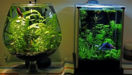 Aquariums for 20 liters: size, number and choice of fish