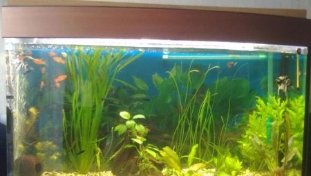 Aquariums of 50 liters: size, number of fish and their choice