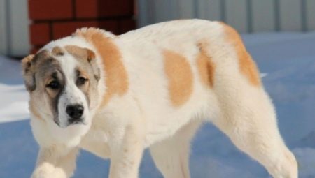 Alabai: characteristics, types, tips for choosing and care