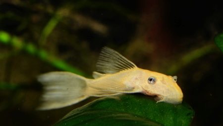 Antsistrus albino: description and content