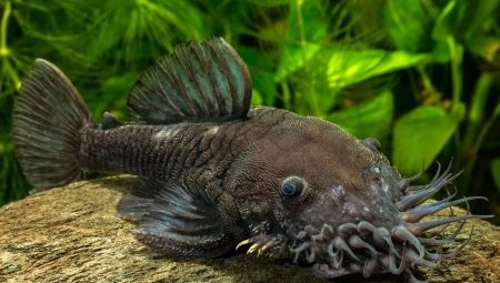 Antsistrus: cechy, typy i zawartość