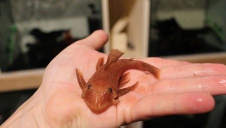 Antsistrus super red: description, content and breeding