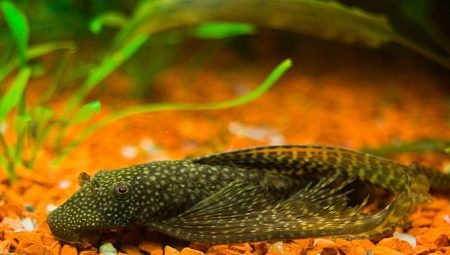 Antsistrus veil: description, care and breeding