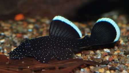 Antcistrus stellate: description and contents