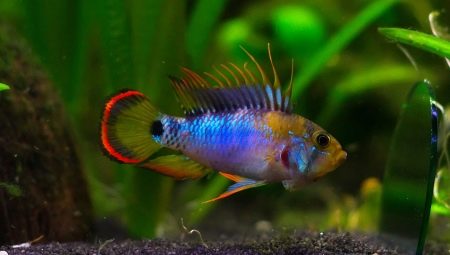 Apistogram: description and types, content and breeding