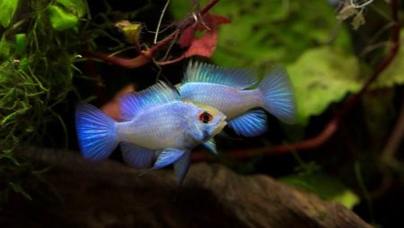 Apistogram ramirezi electric blue: maintenance, breeding and care