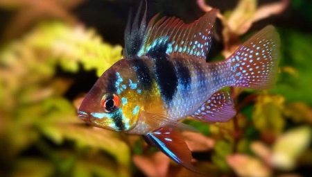 Apistogram Ramirezi: description and types, content and breeding