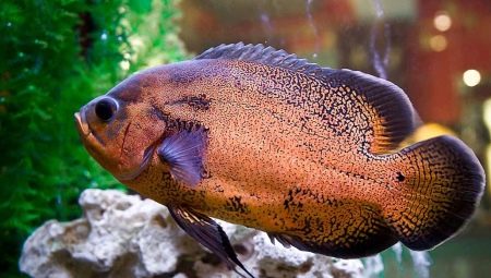 Astronotusy: co jsou a jak je obsahují?