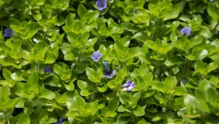 Bacopa: descripció de les espècies d'aquari i el seu contingut