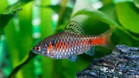 Barbus scarlet: description, care, breeding and compatibility
