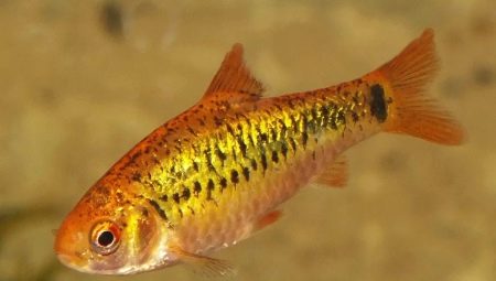 Barbus Schubert: what does it look like and how to care for it?