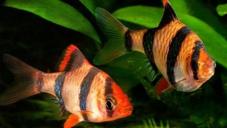 Barbus Sumatran: description, content and breeding