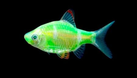 Green barbus: description, content and care