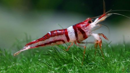 What and how to feed shrimp in the aquarium?